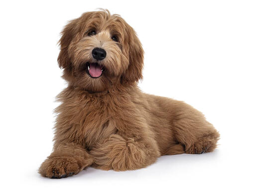 Labradoodle ein sanfter Riese PURINA